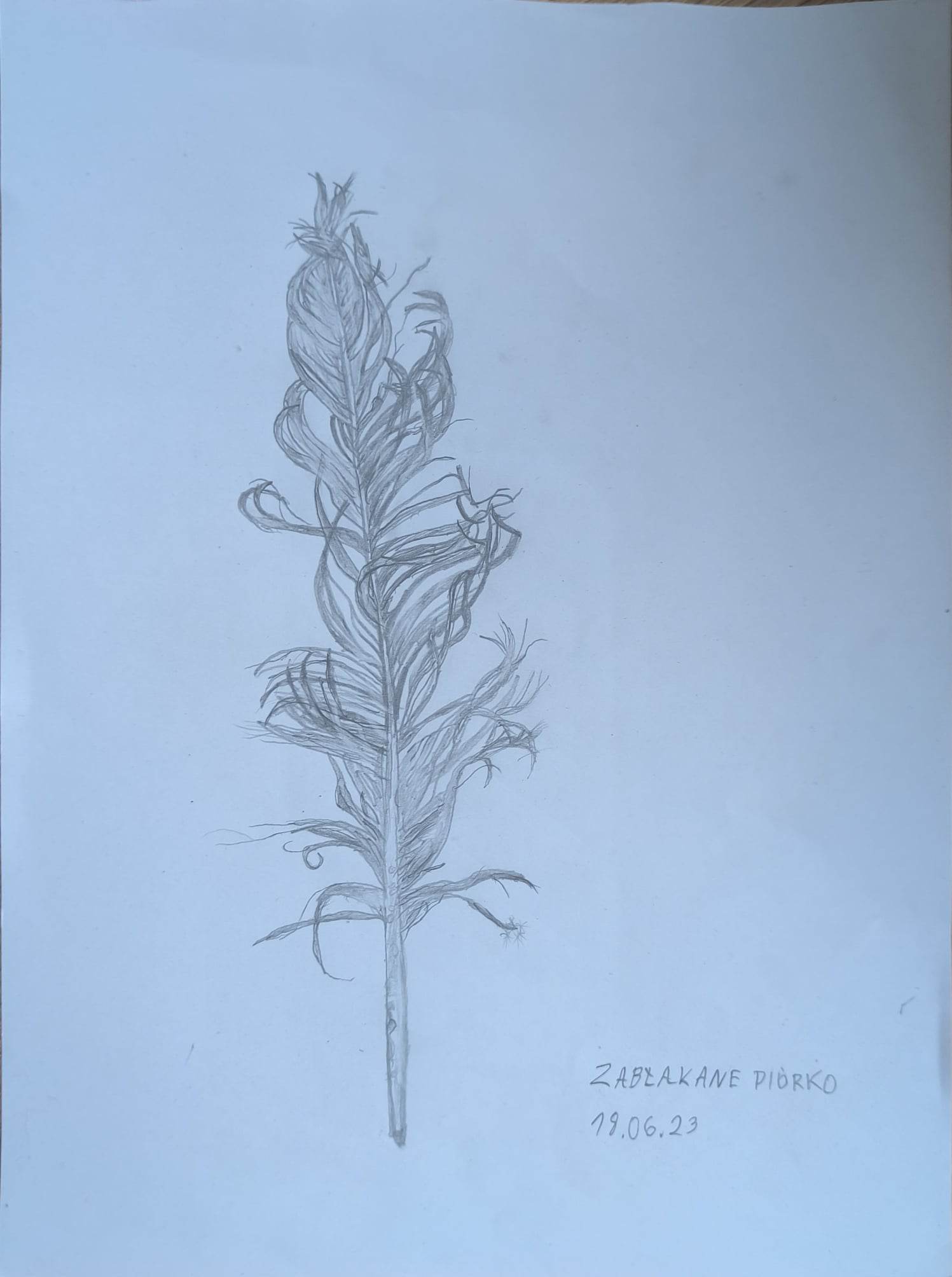 Bartłomiej Walczak – zabłąkane piórko – szkic