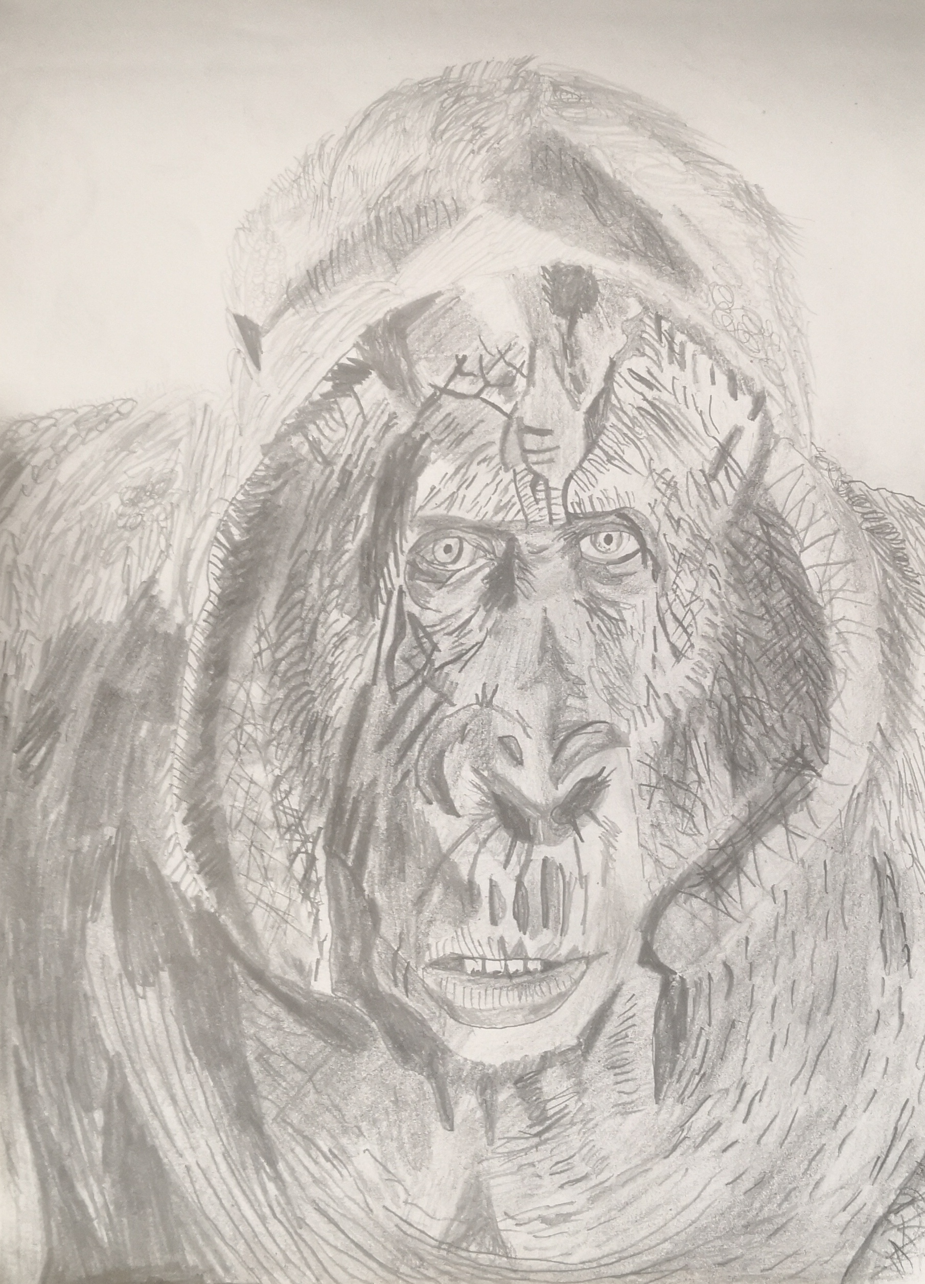 Bartłomiej Walczak – orangutan – szkic